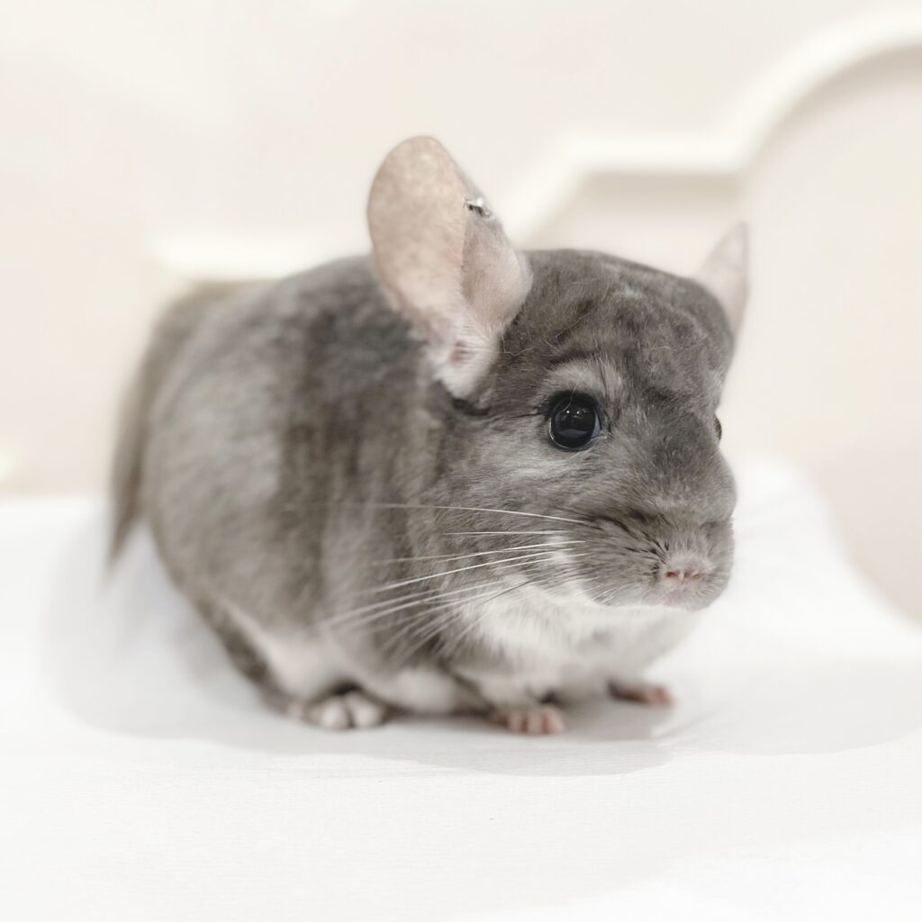 チンチラ　バイオレット　男の子《レイモンド》