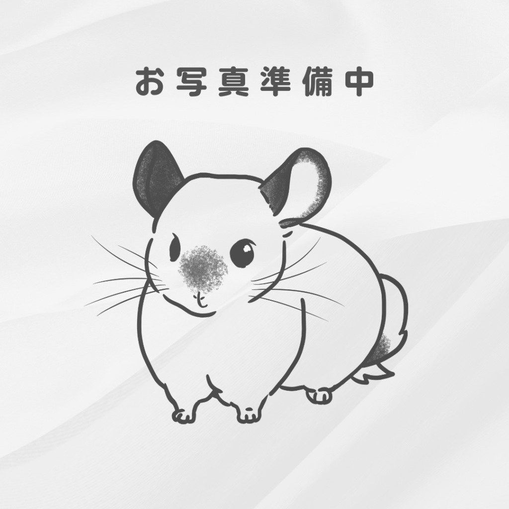 チンチラ　バイオレット　女の子《name》